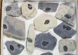 Lot: Elrathia Trilobite Molt Fossils In Rock - Pieces #138123-2